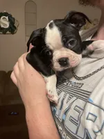 Orange Crush, a male Boston Terrier for sale in Lineville, AL – 8 of 8