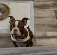 Ruby , a female Boston Terrier for sale in Lineville, AL – 2 of 5