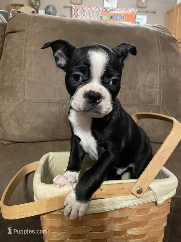 Lucky Charm – Boston Terrier puppy for sale in Lineville, AL