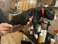 Lady in Red, a female Boston Terrier for sale in Lineville, AL – 7 of 9