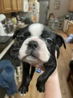 Little Boy Blue, a male Boston Terrier for sale in Lineville, AL – 3 of 8