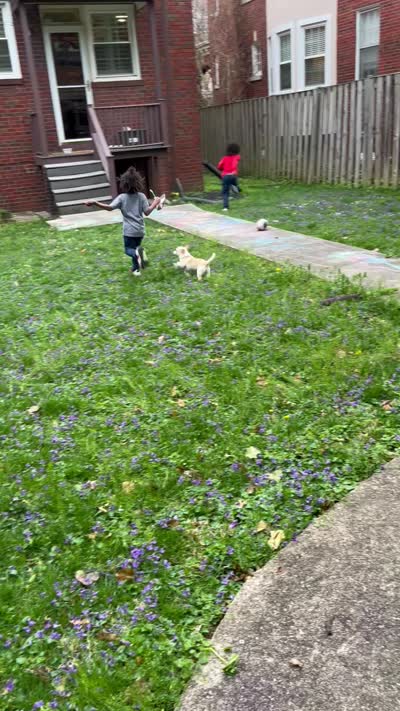 Creamy, a male Pomchi for sale in Burtonsville, MD – 9 of 9