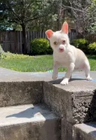 Creamy, a male Pomchi for sale in Burtonsville, MD – 5 of 9