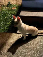 Creamy, a male Pomchi for sale in Burtonsville, MD – 6 of 9