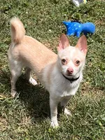 Creamy, a male Pomchi for sale in Burtonsville, MD – 3 of 9
