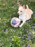 Creamy, a male Pomchi for sale in Burtonsville, MD – 4 of 9