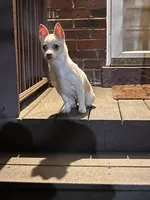 Creamy, a male Pomchi for sale in Burtonsville, MD – 2 of 9