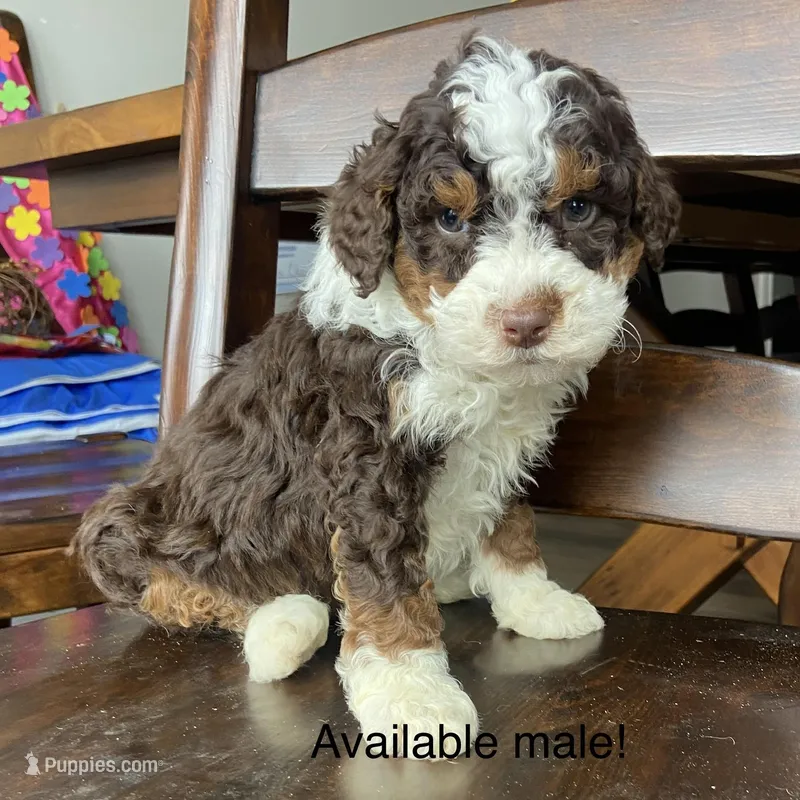 Choc ph  – Bernedoodle puppy for sale in Lagro, IN