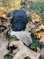 Standard size bk curly, a female Labradoodle for sale in Lagro, IN – Photo 1 of 2