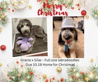 Standard size bk curly, a female Labradoodle for sale in Lagro, IN – Photo 2 of 2