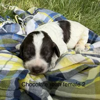 Choc ROAN 2, a female Australian Labradoodle for sale in Lagro, IN – 1 of 1