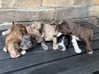 Red Merle 1 , a female Australian Labradoodle for sale in Lagro, IN – 2 of 2