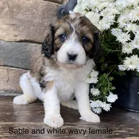Small standard, a female Australian Labradoodle for sale in Lagro, IN – Photo 1 of 8