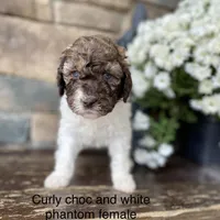 Small standard, a female Australian Labradoodle for sale in Lagro, IN – Photo 2 of 8