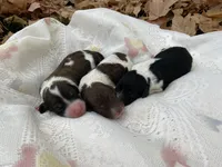 Small standard, a female Australian Labradoodle for sale in Lagro, IN – Photo 7 of 8