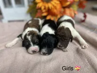 Small standard, a female Australian Labradoodle for sale in Lagro, IN – Photo 5 of 8