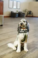 Small standard, a female Australian Labradoodle for sale in Lagro, IN – Photo 6 of 8