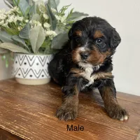 Tri, a male Bernedoodle for sale in Lagro, IN – Photo 4 of 6
