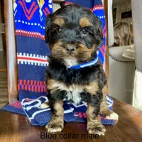 Tri, a male Bernedoodle for sale in Lagro, IN – Photo 1 of 4