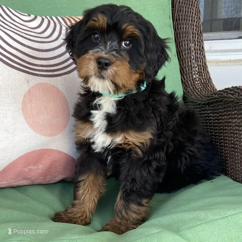 Tri – Bernedoodle puppy for sale in Lagro, IN