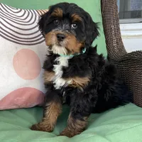 Tri, a male Bernedoodle for sale in Lagro, IN – Photo 1 of 6