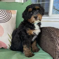 Tri, a male Bernedoodle for sale in Lagro, IN – Photo 2 of 6