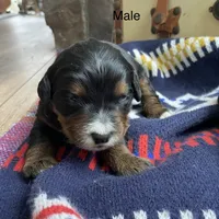 Tri, a male Bernedoodle for sale in Lagro, IN – Photo 5 of 6