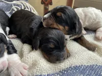 Tri, a male Bernedoodle for sale in Lagro, IN – Photo 4 of 4