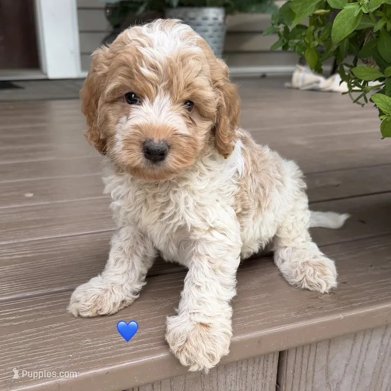 Red ROAN  – Australian Labradoodle puppy for sale in Lagro, IN