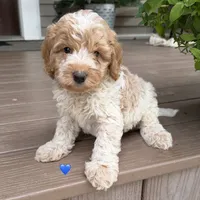 Red ROAN , a male Australian Labradoodle for sale in Lagro, IN – 1 of 3