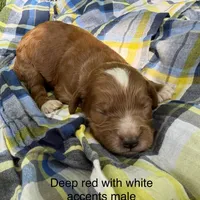 Deep red with white marks , a male Australian Labradoodle for sale in Lagro, IN – 1 of 1