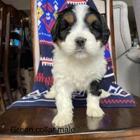 Tri man , a male Bernedoodle for sale in Lagro, IN – Photo 1 of 2