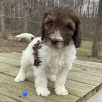 Choc white phantom , a male Labradoodle for sale in Lagro, IN – Photo 1 of 4