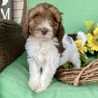 Choc white phantom , a male Labradoodle for sale in Lagro, IN – Photo 4 of 4