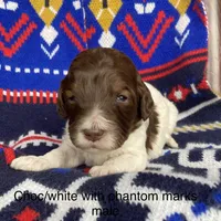 Choc white phantom , a male Labradoodle for sale in Lagro, IN – Photo 3 of 4