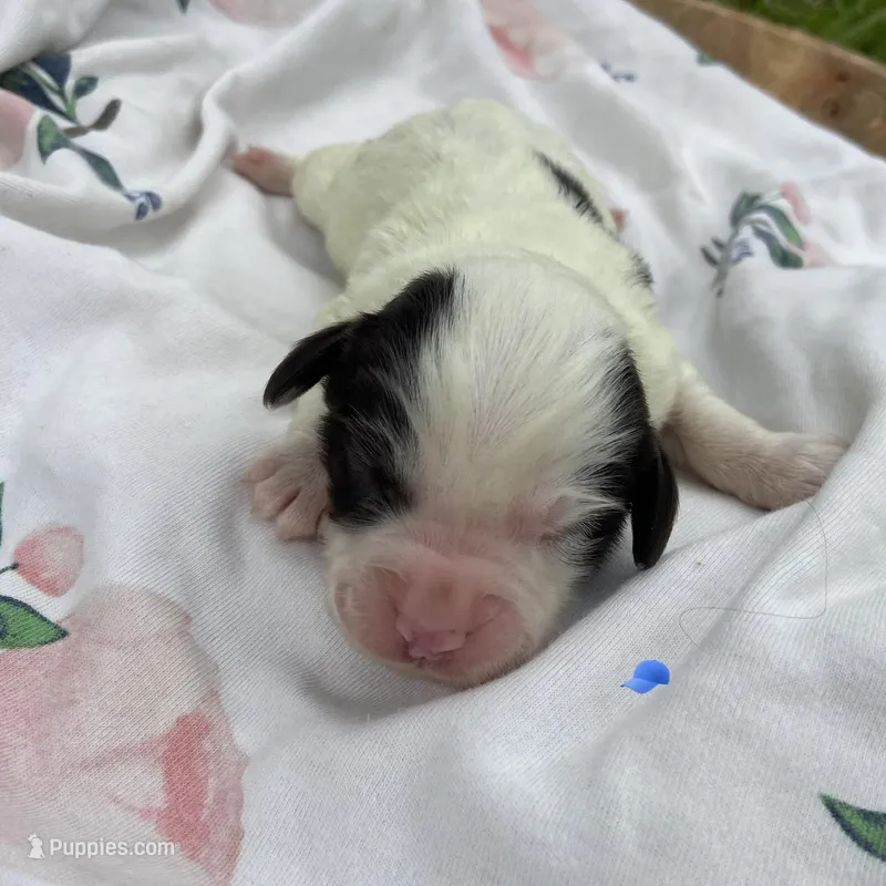 Mini boy 3, a male Australian Labradoodle for sale in Lagro, IN – Photo 1 of 1