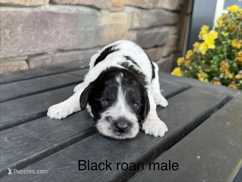 Black roan  – Australian Labradoodle puppy for sale in Lagro, IN