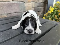 Black roan , a male Australian Labradoodle for sale in Lagro, IN – 1 of 2