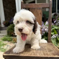 Mini boy 3, a male Australian Labradoodle for sale in Lagro, IN – 8 of 8