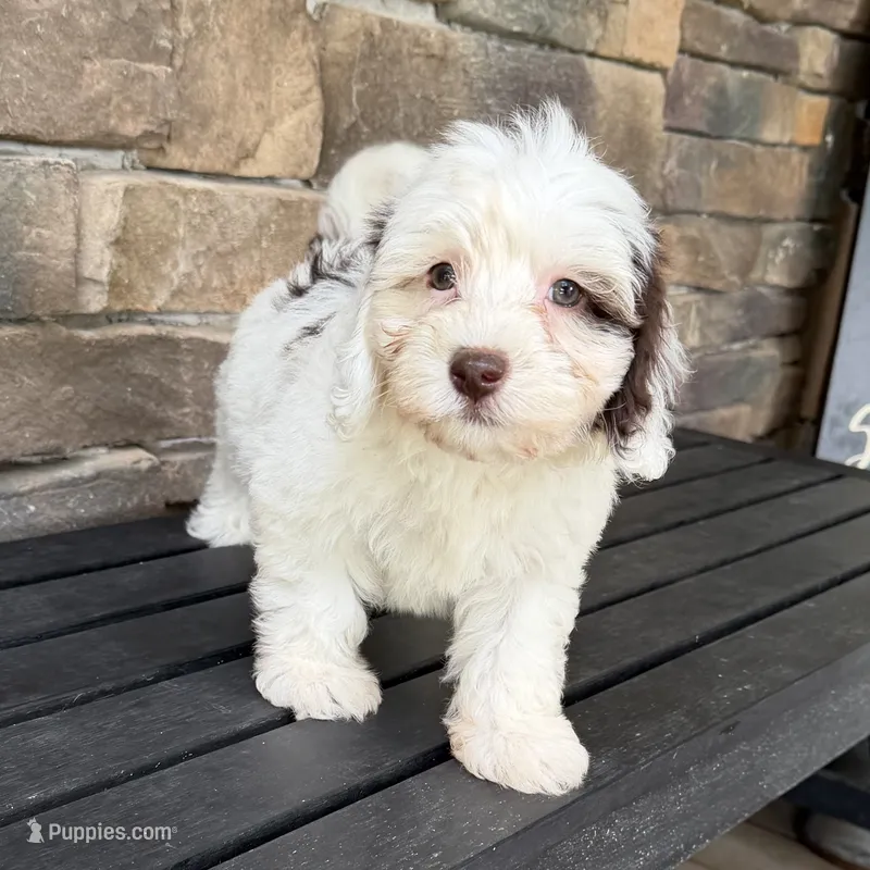 Mini boy 3 – Australian Labradoodle puppy for sale in Lagro, IN