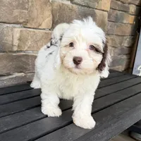 Mini boy 3, a male Australian Labradoodle for sale in Lagro, IN – 1 of 8