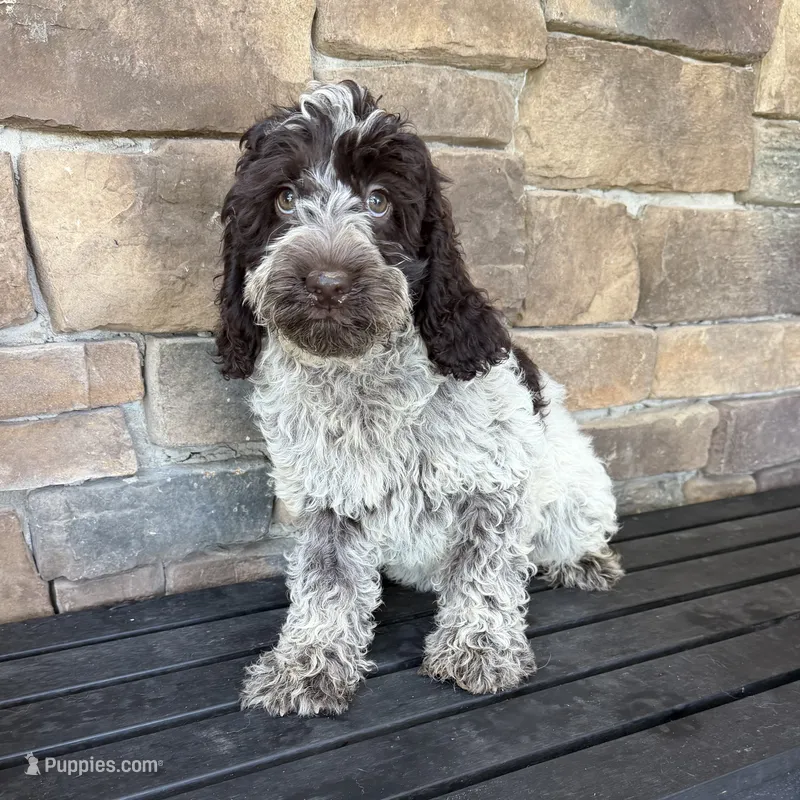 Choc ROAN 2 – Australian Labradoodle puppy for sale in Lagro, IN