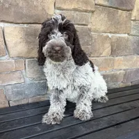Choc ROAN 2, a female Australian Labradoodle for sale in Lagro, IN – 1 of 4
