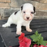 Sweet boy , a male Havapoo for sale in Lagro, IN – 1 of 2