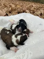 Standard, a male Australian Labradoodle for sale in Lagro, IN – Photo 6 of 10