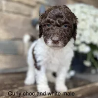 Standard, a male Australian Labradoodle for sale in Lagro, IN – Photo 3 of 10