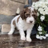 Standard, a male Australian Labradoodle for sale in Lagro, IN – Photo 4 of 10