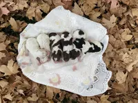 Standard, a male Australian Labradoodle for sale in Lagro, IN – Photo 5 of 10