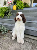 Standard, a male Australian Labradoodle for sale in Lagro, IN – Photo 9 of 10