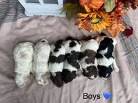 Standard, a male Australian Labradoodle for sale in Lagro, IN – Photo 10 of 10